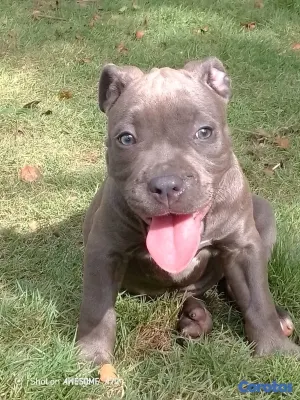 animales y mascotas - Pitbull 3
