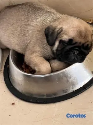 animales y mascotas - Cachorro pug🐾 2
