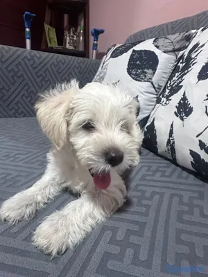 animales y mascotas - Cachorro Schnauzer Blanco (MACHO) 2
