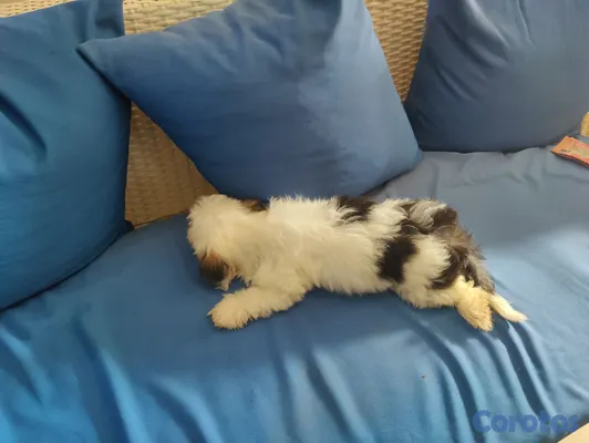 animales y mascotas - hermoso cachorro shihpoo, poodle, chipo 4