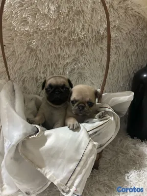 animales y mascotas - pug 2