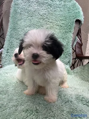 animales y mascotas - shipoo 3