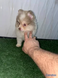 OFERTA CACHORRO POMERANIA AMBOS SEXO UBICADO EN SA