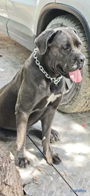 animales y mascotas - Cane Corso 2