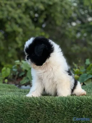 animales y mascotas - shipoo hembra  2