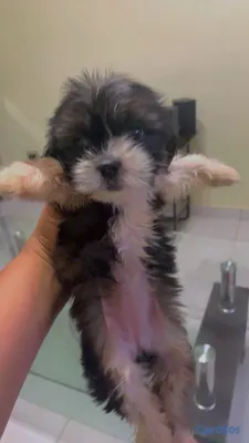 animales y mascotas - Hermosas Cachorras Shipoo, ( HEMBRAS ) madre Shitzoo Padre Shipoo DISPONIBLES, 9