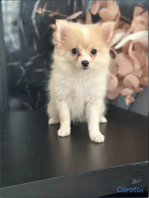animales y mascotas - Pomerania puros 2