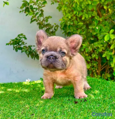 animales y mascotas - bulldog francés bip rope Floffy  3