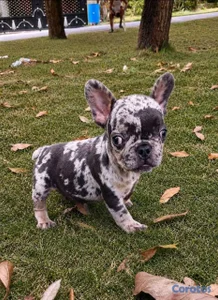 OFERTA CACHORRO BULLDOG FRANCES MACHO MERLE EXOTIC
