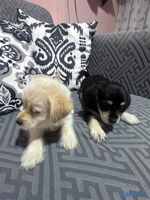 animales y mascotas - Cachorros Yorkie x Schnauzer 2