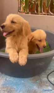 OFERTA CACHORRO GOLDEN RETRIEVER AMBOS SEXO EN UBI