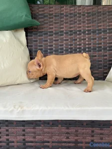 Bulldog frances hembra oferta