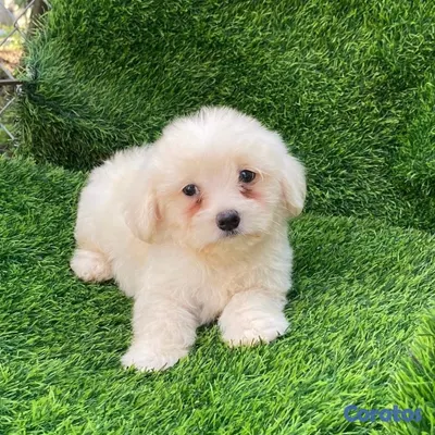 animales y mascotas - MALTIPOO 
HEMBRA Y MACHO 5