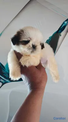 animales y mascotas - OFERTA CACHORRO SHIH TZU MACHO UBICADO EN SANTO DO 2