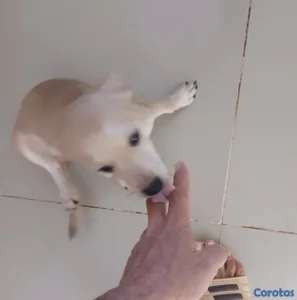 Chihuahua #2