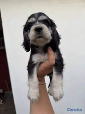 animales y mascotas - OFERTA CACHORRO COCKER SPANIEL AMBOS SEXO EN UBICA 3