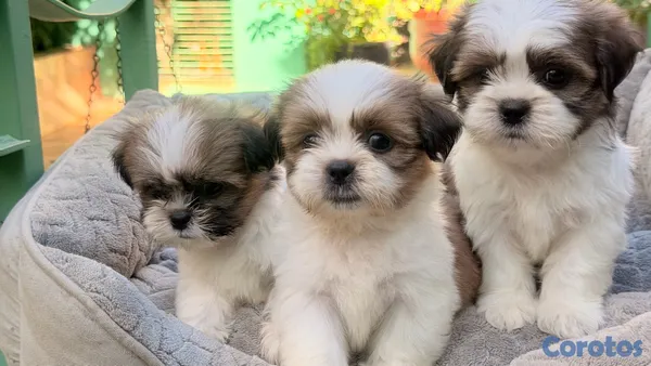 animales y mascotas - Shihtzu Machos y Hembra’s  2