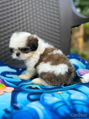 animales y mascotas - hermosos cachorritos shitzu toy 7