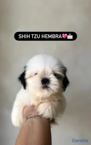 OFERTA CACHORRO SHIH TZU HEMBRA UBICADO EN SANTO DOMINGO Y TIENE 