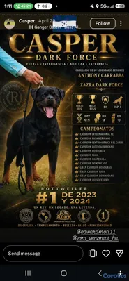 animales y mascotas - 🐾 Cachorros Rottweiler con Pedigree – Excelente Línea de Sangre 🐾 13