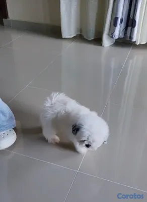 animales y mascotas - Cachorra shih tzu puro🐶💕 3