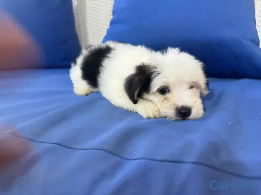 animales y mascotas - hermosos cachorros shihppo shipo chipo poodle puder 2