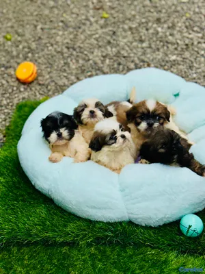 animales y mascotas - Cachorros Shipoo🩵🐶💗 4