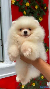 hermosos cachorritos pomerania osito peludos 