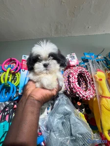 OFERTA CACHORRO SHIH TZU HEMBRA UBICADO EN SANTO DOMINGO Y TIENE 
