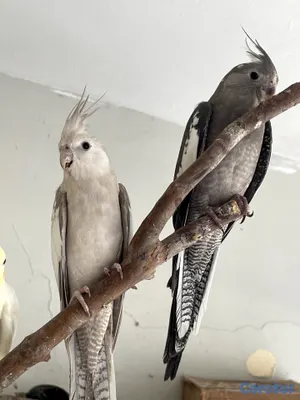 animales y mascotas - 🦜💕 CACATÚAS NINFAS / COCKATIELS 3
