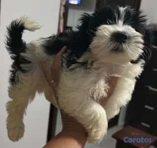 Cachorro macho Shihpoo 