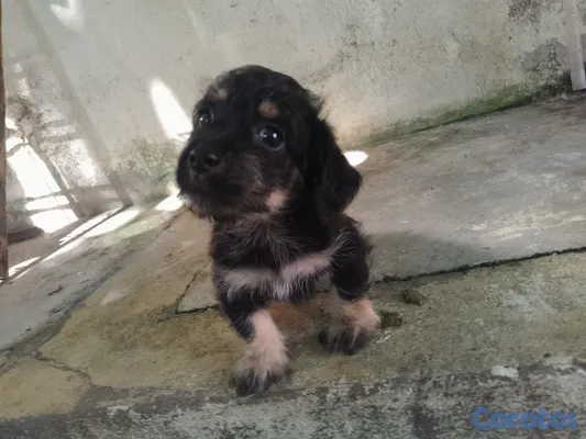 animales y mascotas - Cachorro chipoo macho  2