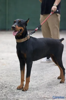 animales y mascotas - DOBERMAN Cachorros Puros 7