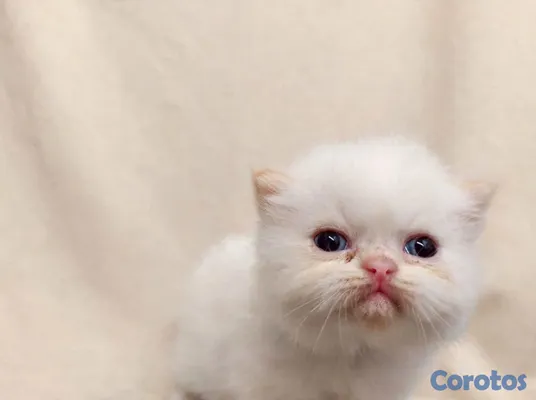 animales y mascotas - GATITOS PERSAS 100%.  3