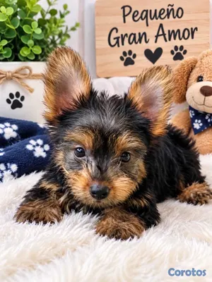 animales y mascotas - Yorkies (Yorkshire Terrier) 6