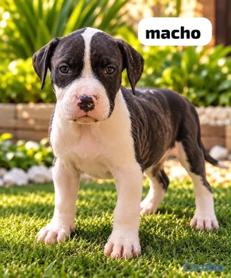 animales y mascotas - pitbull 2