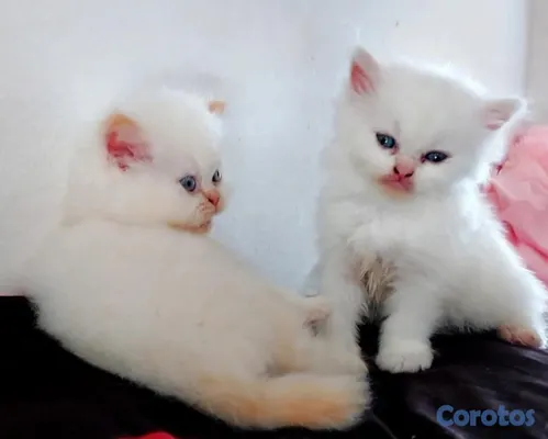 animales y mascotas - 🤍 Persitas doll face ojos azules 💙 3