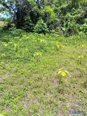 solares y terrenos - se vende terreno en punta cana bávaro ideal para Villa o 🏡 casa de campo  5
