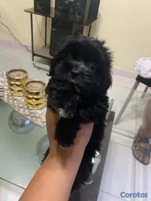 animales y mascotas - Hermosas Cachorras Shipoo, ( HEMBRAS ) madre Shitzoo Padre Shipoo DISPONIBLES, 6