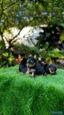 animales y mascotas - hermosos yorshire mini ambos sexo disponibles  2