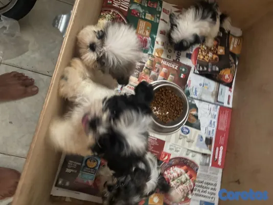 animales y mascotas - vendo cachorros shit tzu raza pura  8
