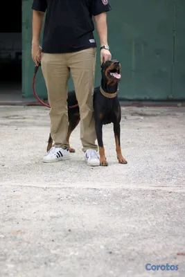 animales y mascotas - DOBERMAN Cachorros Puros 3