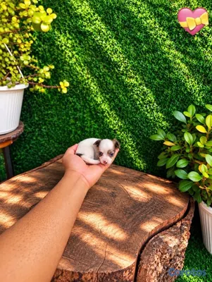 animales y mascotas - OFERTA CACHORRO CHIHUAHUA HEMBRA MINI UBICADO EN SANTO  3