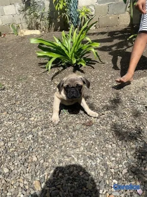 animales y mascotas - Cachorro pug🐾 3