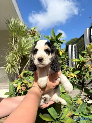 animales y mascotas - OFERTA CACHORRO COCKER SPANIEL AMBOS SEXO UB 3
