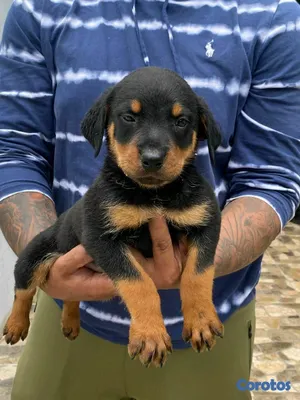 animales y mascotas - hermosos Cachorros Rottwailer ambos sexo 7