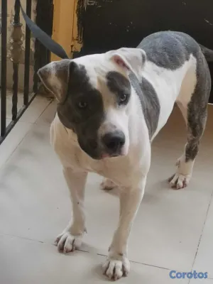 animales y mascotas - Regalo perrito porque no tengo espacio,tiene 2 año 3