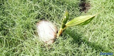 Plantas y semillas de Coco Nucifera/ Hawaiana 