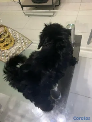 animales y mascotas - Hermosas Cachorras Shipoo, ( HEMBRAS ) madre Shitzoo Padre Shipoo DISPONIBLES, 4