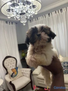 OFERTA CACHORRO SHIH TZU MACHO EN UBICADO EN SANTO